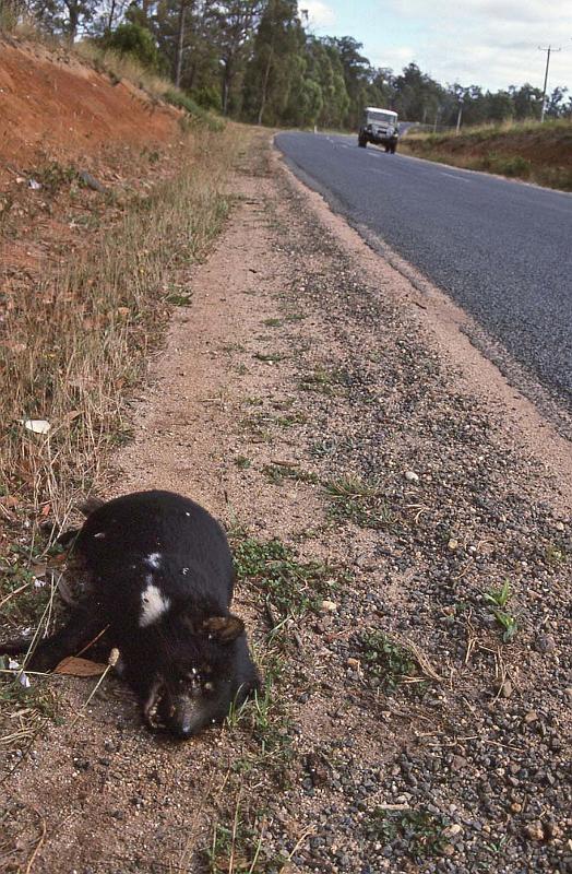 WT 0400 078-34 Australia.jpg